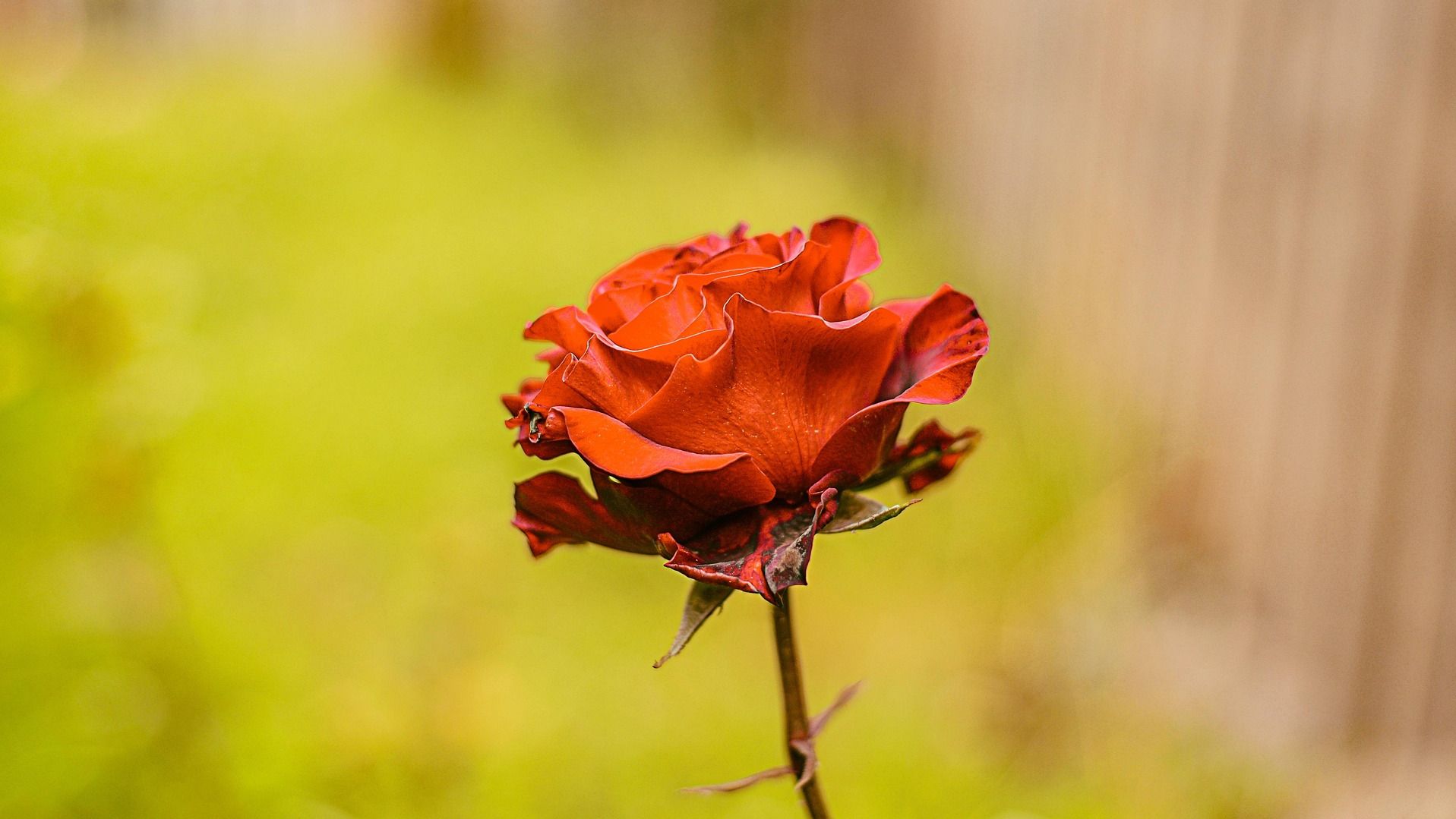 photo by fernandozhiminaicela -pixabay.com