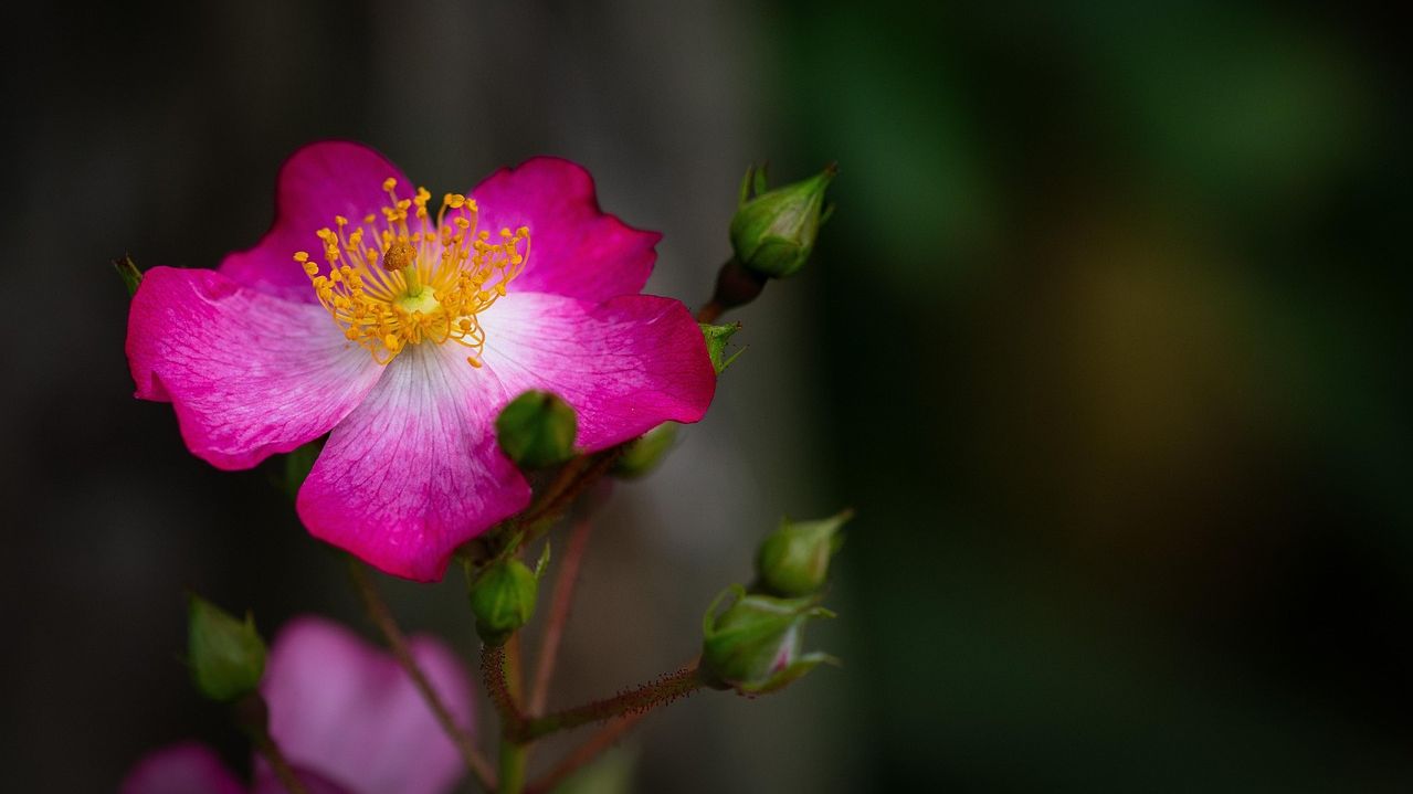 Image by Freddy from Pixabay